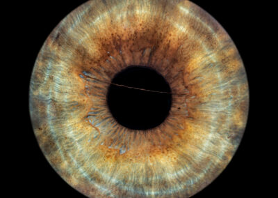 Fotografía del iris color marrón máxima resolución