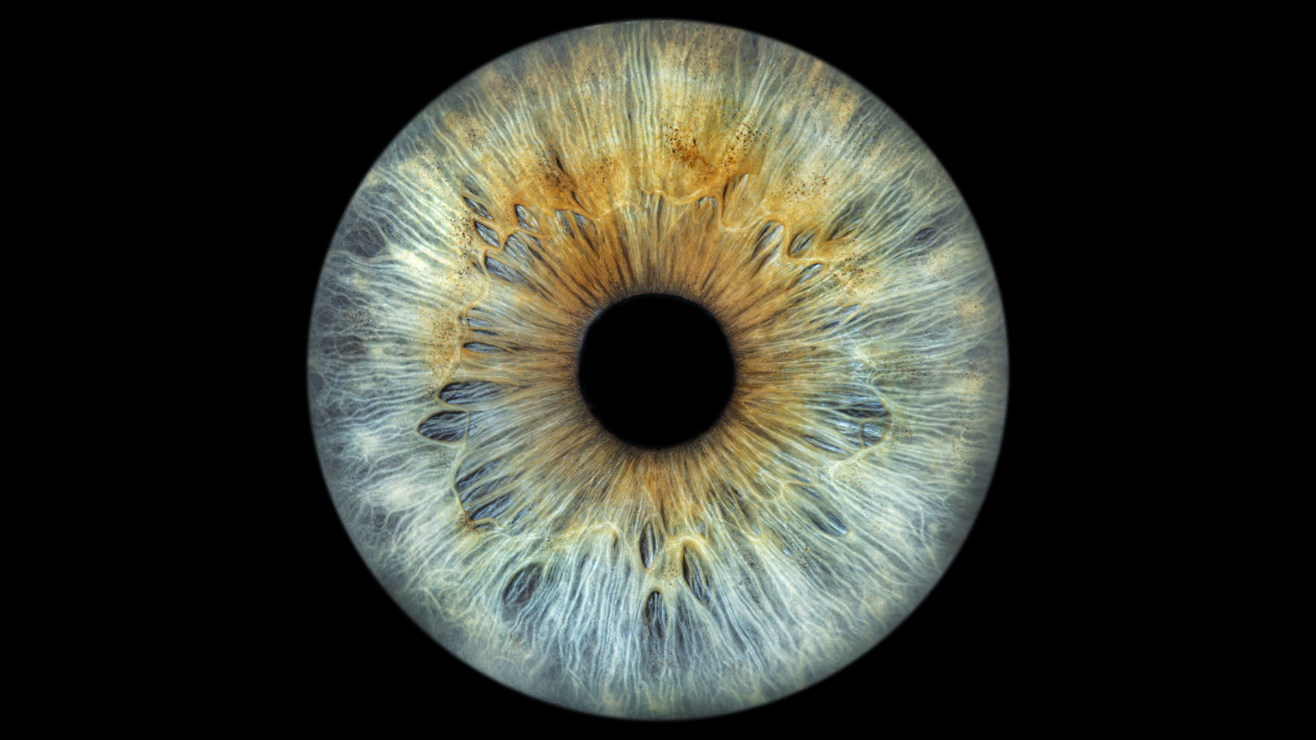 Fotografía macro de iris — mirar.te® Castellón