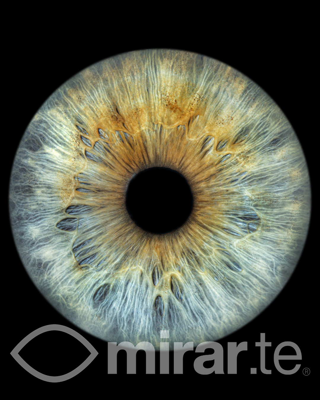 detalle del iris en alta resolución mirar.te